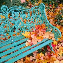 High angle view of multi colored autumn leaves