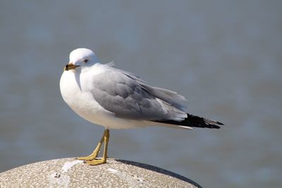 Seagull perching on a sea