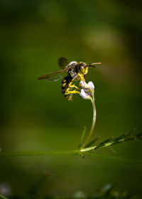 Close-up of bee pollinating on flower