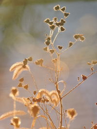 Close-up of plant against sky