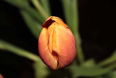 Close-up of day lily blooming outdoors