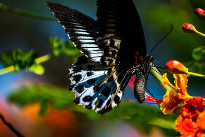 Close-up of butterfly pollinating on flower