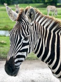 Close-up of zebra on field