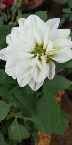 Close-up of white flowering plant