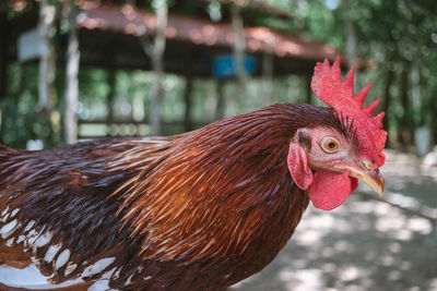 Close-up of rooster