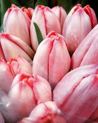 Full frame shot of pink flowers