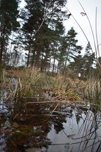 Scenic view of lake in forest
