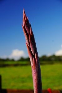 Close-up of cropped grass