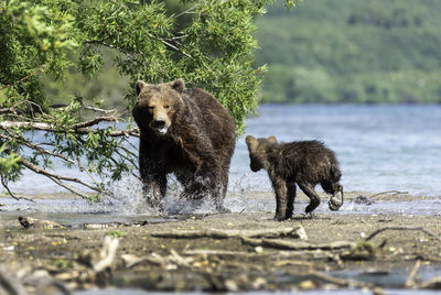 Mother bear and her cub