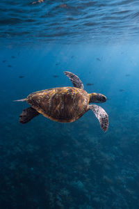 Turtle swimming in sea