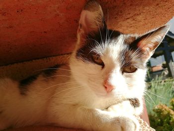 Close-up portrait of cat