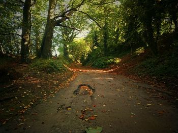 Narrow road along trees in forest