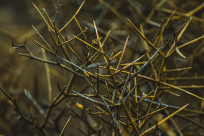 Close-up of dried plant on field
