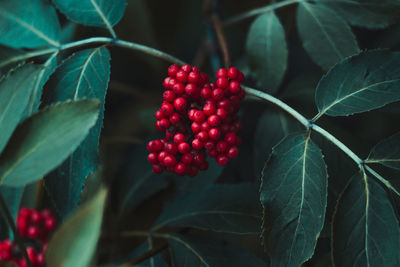 Close-up of red berries on tree