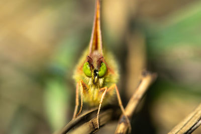 Close-up of flower on plant