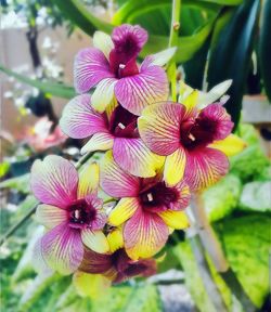 Close-up of purple flowers blooming outdoors