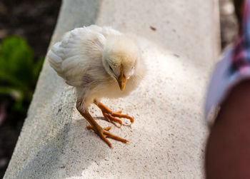 Close-up of bird