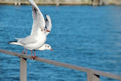 Seagull perching on sea shore