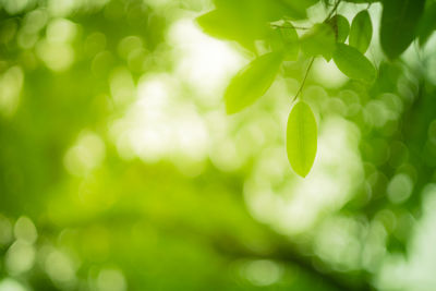 Close-up of fresh green plant