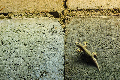 High angle view of insect on wall