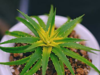 Close-up of succulent plant