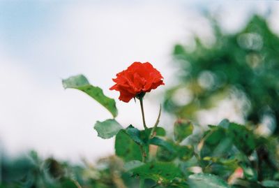 Close-up of red flowering plant