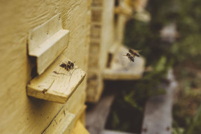 Bees flying by wooden beehive