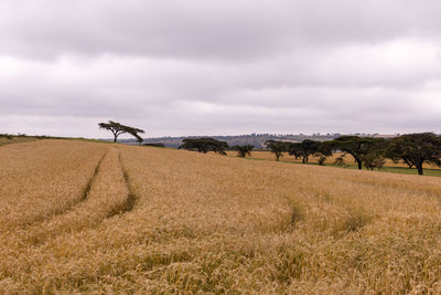 Scenic view of agricultural field against sky