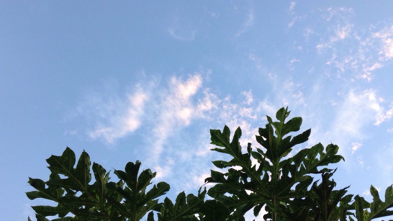 LOW ANGLE VIEW OF TREE AGAINST SKY