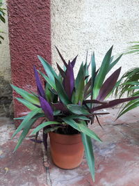 Close-up of potted plant against wall