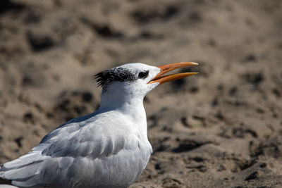 Close-up of bird on sand