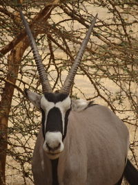 Portrait of horned mammal on land