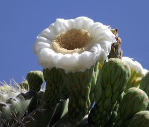 Close-up of fresh cactus flower against clear sky