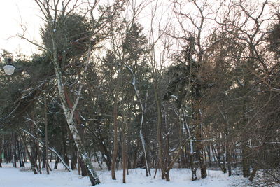 Trees in forest during winter