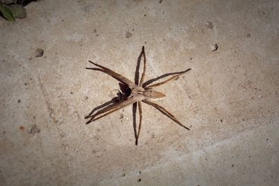 Grasshopper on beach