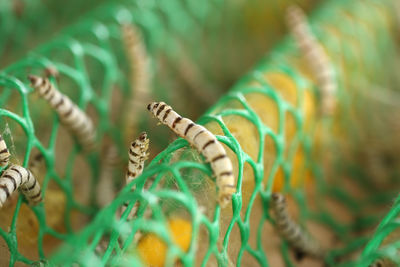 High angle view of silkworms on chainlink fence