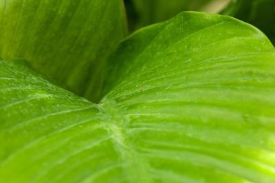 Close-up of water drops on leaf