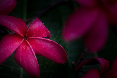 Close-up of wet red flower