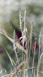 Close-up of stalks against blurred background