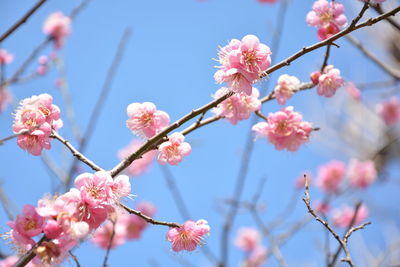 Low angle view of cherry blossom