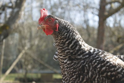 Close-up of rooster