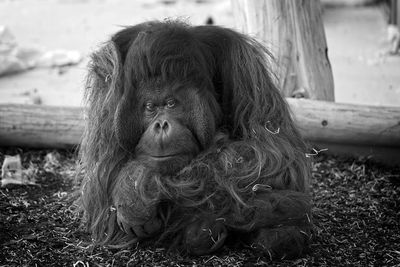 Portrait of an orang utan relaxing on field