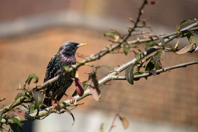 Close up low angle view of bird perching on branch, european starling, sturnus vulgaris