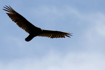 Low angle view of eagle flying against sky