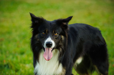 Portrait of border collie standing on field