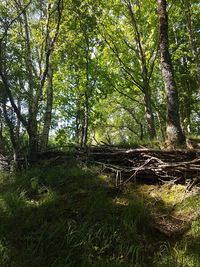 Trees in forest