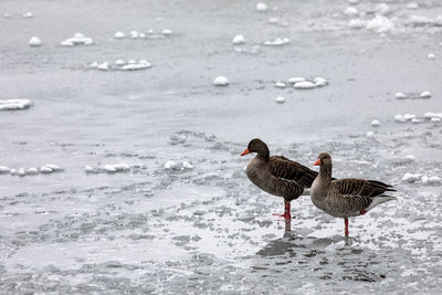 Bird on beach