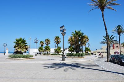 Palm trees by road against blue sky
