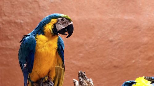 Close-up of a bird ara papagai