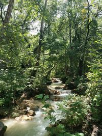 Scenic view of waterfall in forest